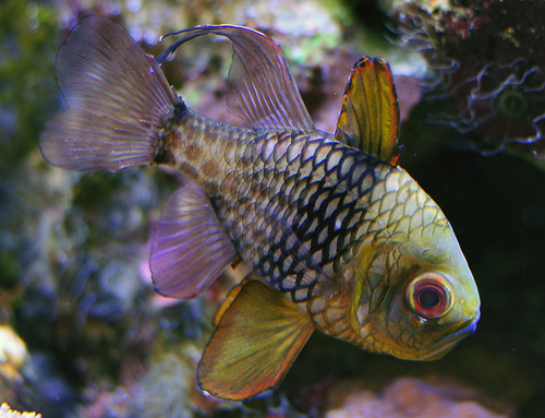 Pyjama Cardinalfish - Ark.au