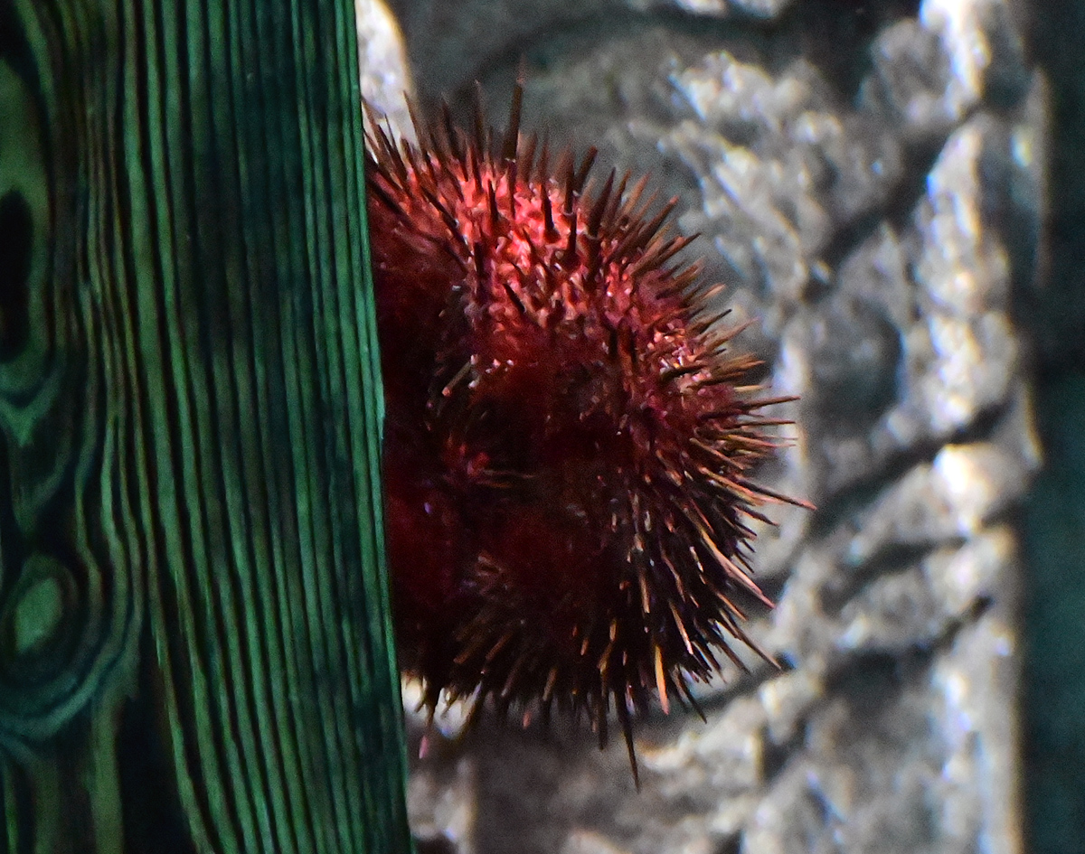 Red Sea Urchin - Australian Fish - Ark.au