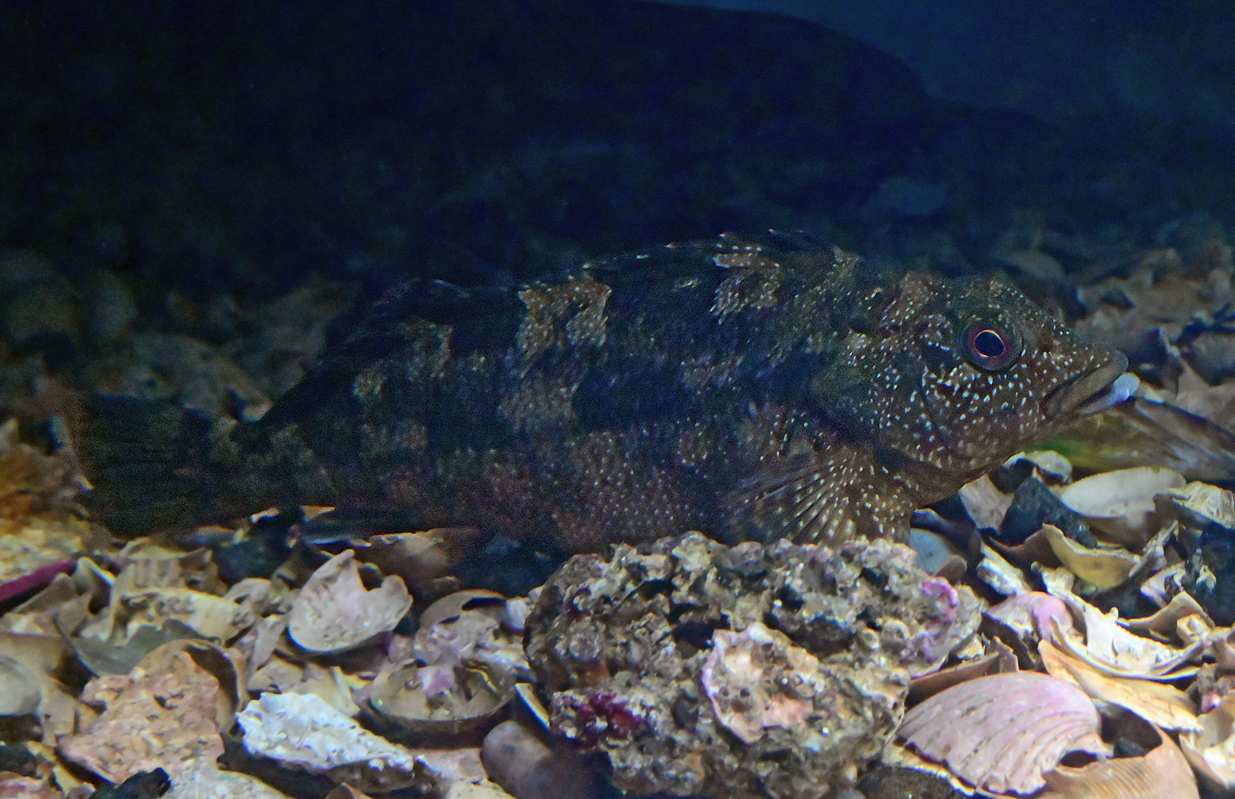 Rock Cale - Australian Fish - Ark.au