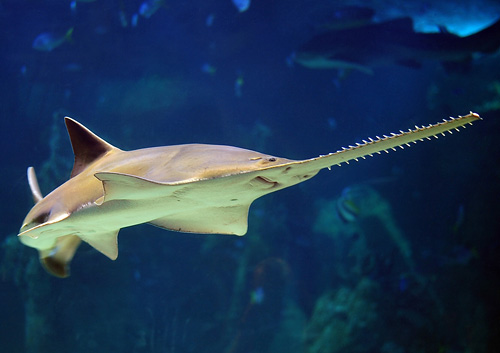 Green Sawfish - Ark.au