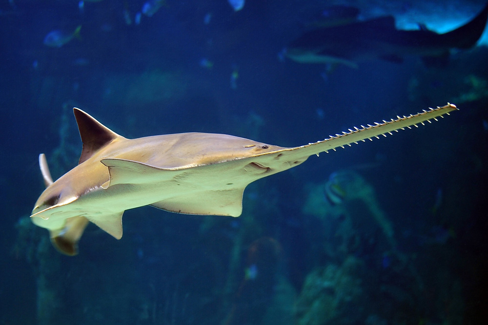 Green Sawfish - Australian Fish - Ark.au