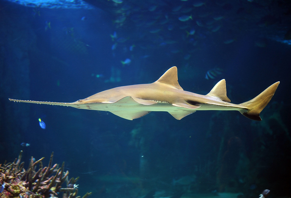 Green Sawfish - Pristis zijsron - Ark.au