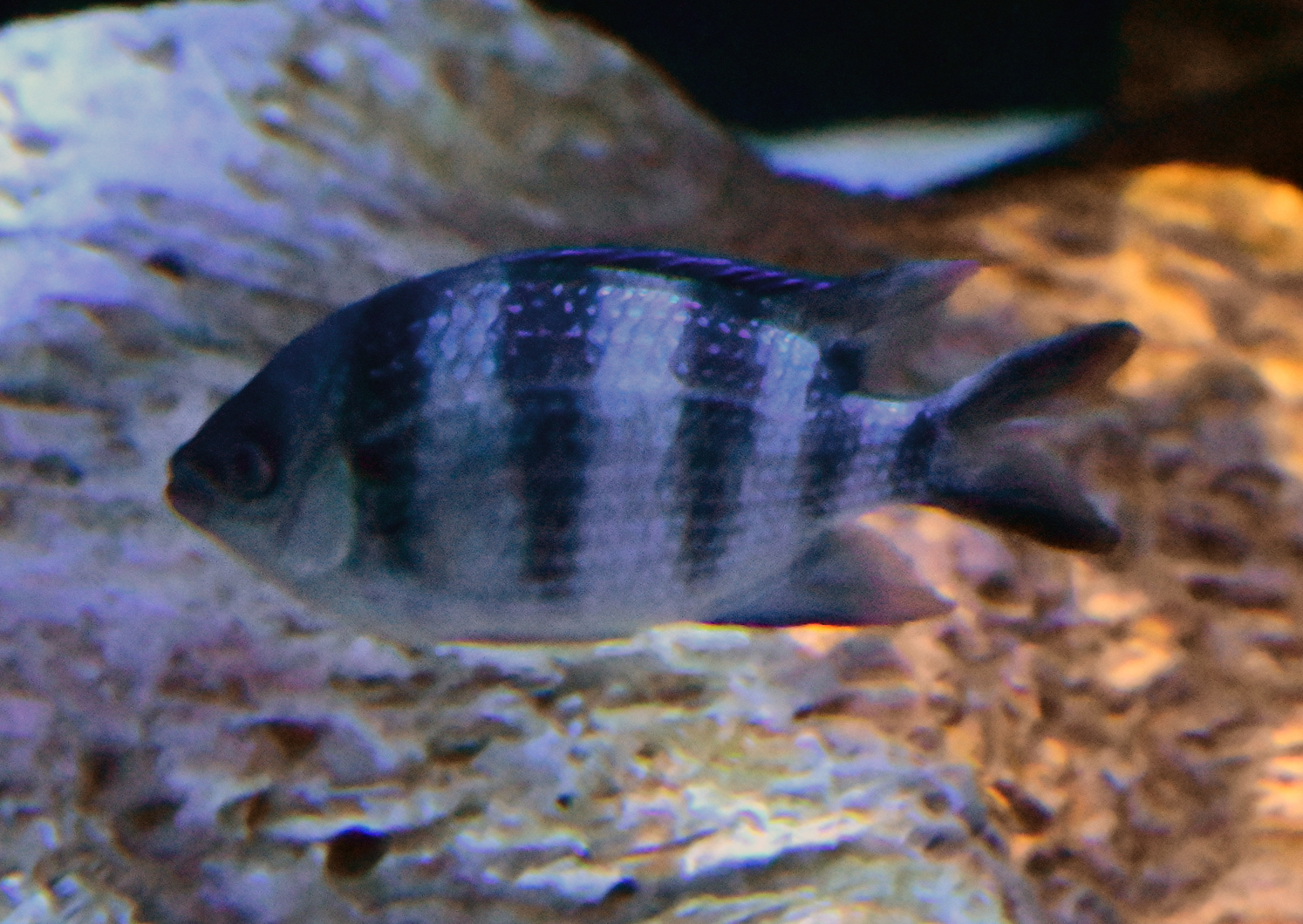 Scissortail Sergeant - Australian Fish - Ark.au