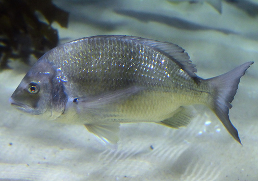 Silver Bream - Ark.au