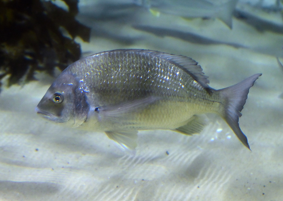 Silver Bream - Australian Fish - Ark.au