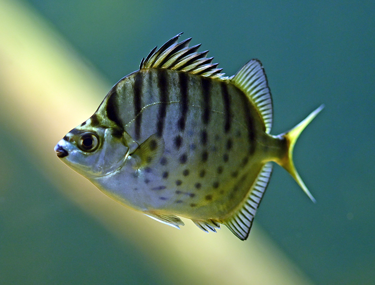 Silver Scat - Australian Fish - Ark.au