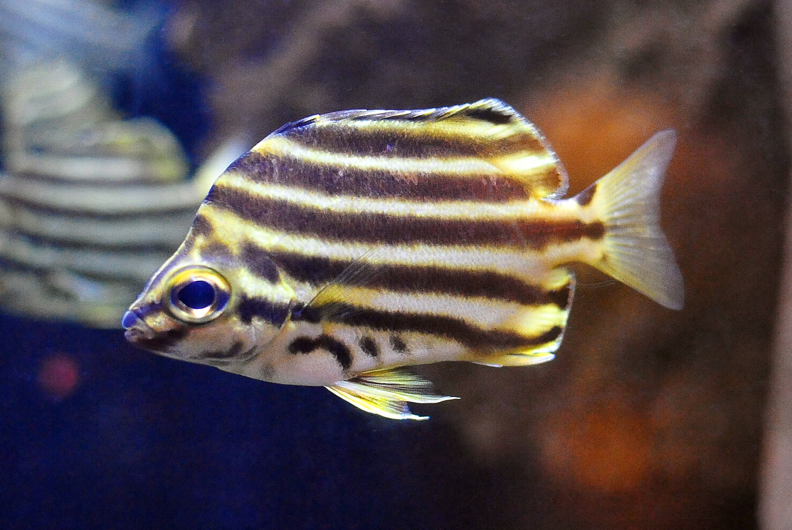 Stripey - Australian Fish - Ark.au