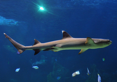 Whitetip Reef Shark - Ark.au