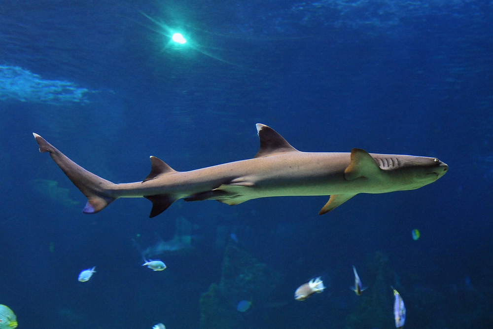 Whitetip Reef Shark - Australian Fish - Ark.au