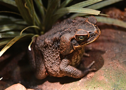 Cane Toad - Ark.au