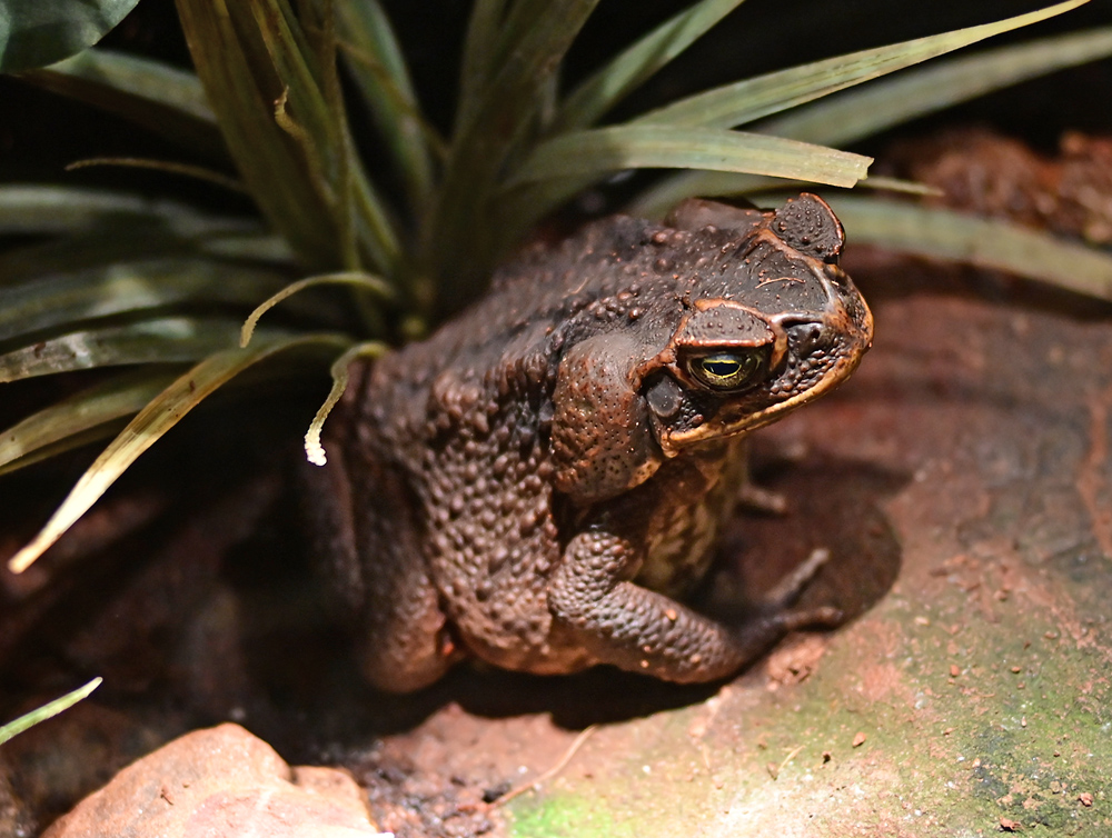 Cane Toad - Australian Frogs - Ark.au