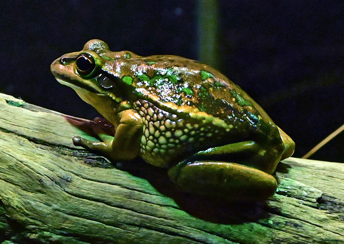 Green and Golden Bell Frog - Ark.au