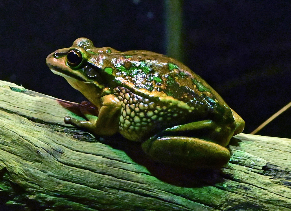 Green and Golden Bell Frog - Australian Frogs - Ark.au
