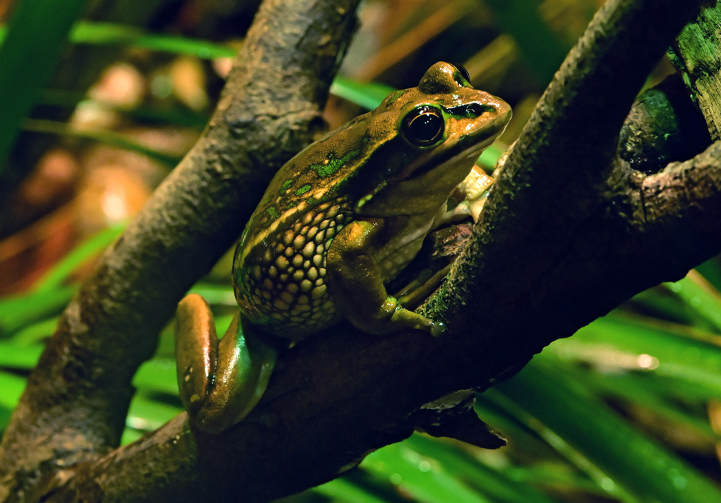 Green and Golden Bell Frog - Litoria aurea - Ark.au