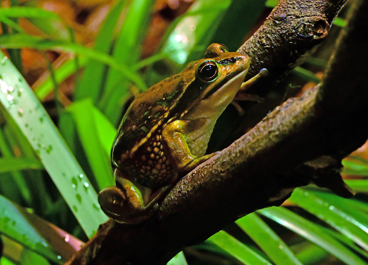 Green and Golden Bell Frog - Litoria aurea - Ark.au