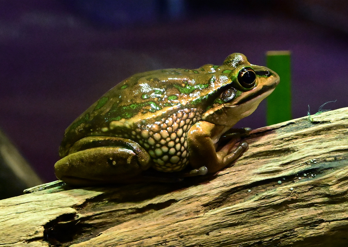 Green and Golden Bell Frog - Litoria aurea - Ark.au