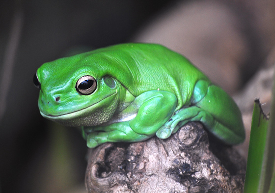 Green Tree Frog - Ark.au