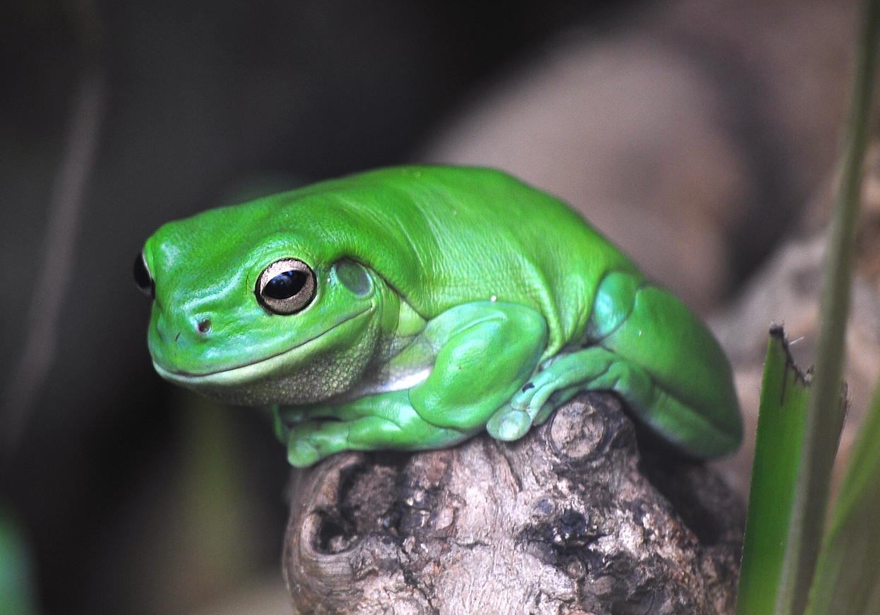 Green Tree Frog - Australian Frogs - Ark.au