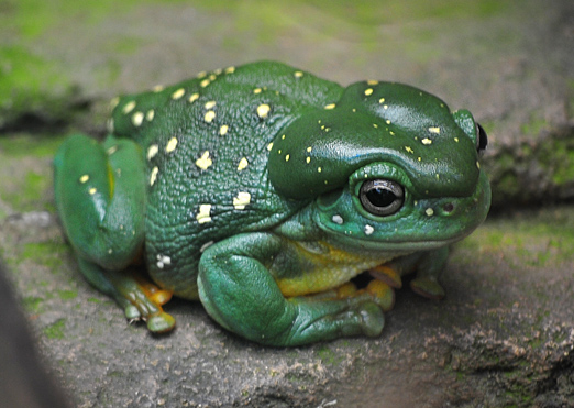 Magnificent Tree Frog - Ark.au