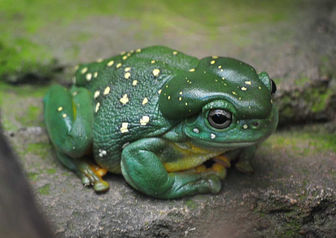 Magnificent Tree Frog - Australian Frogs - Ark.au