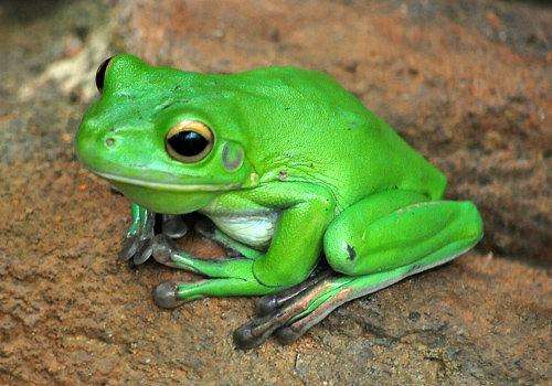 White-lipped Tree Frog - Ark.au