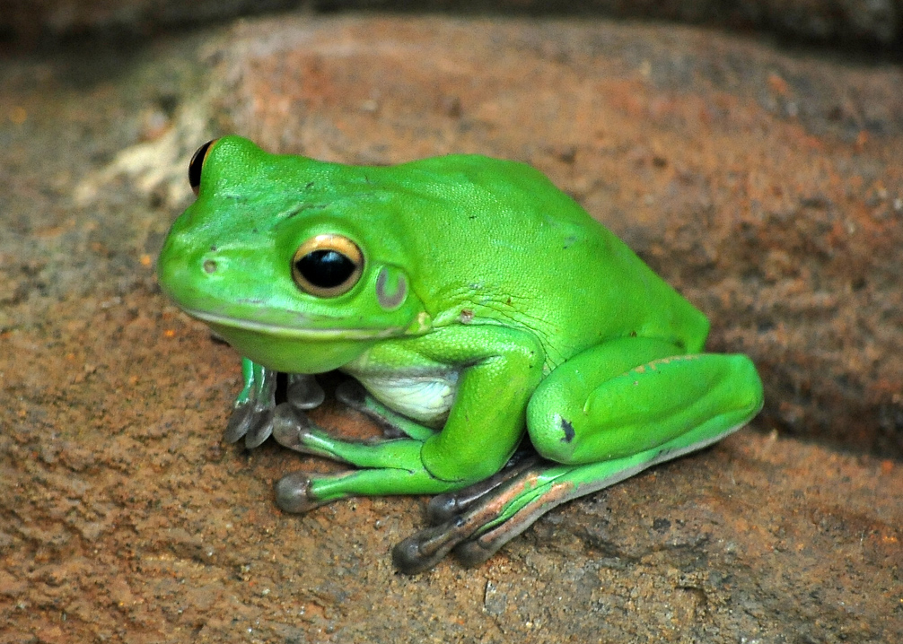 White-lipped Tree Frog - Australian Frogs - Ark.au