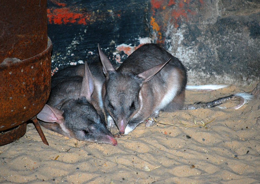 Bilby - Australian Mammals - Ark.au