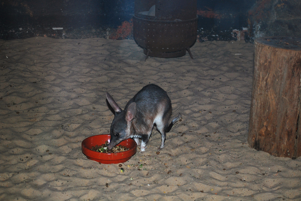 Bilby - Macrotis Lagotis - Ark.au