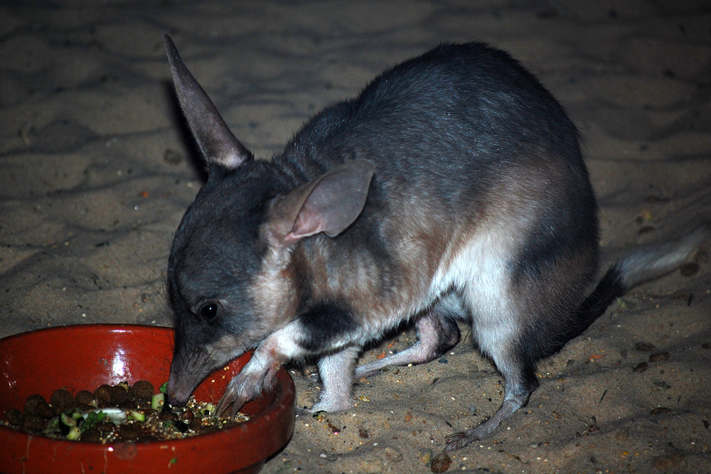 Bilby - Macrotis Lagotis - Ark.au