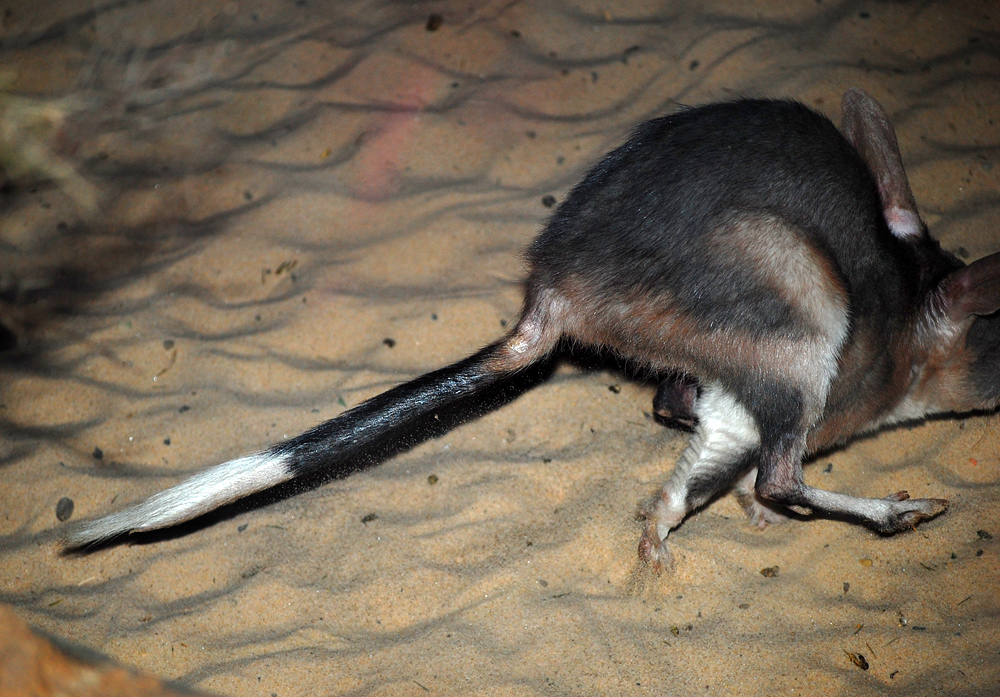 Bilby - Macrotis Lagotis - Ark.au