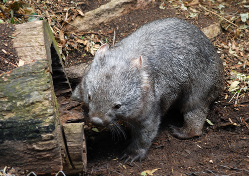 Common Wombat - Ark.au