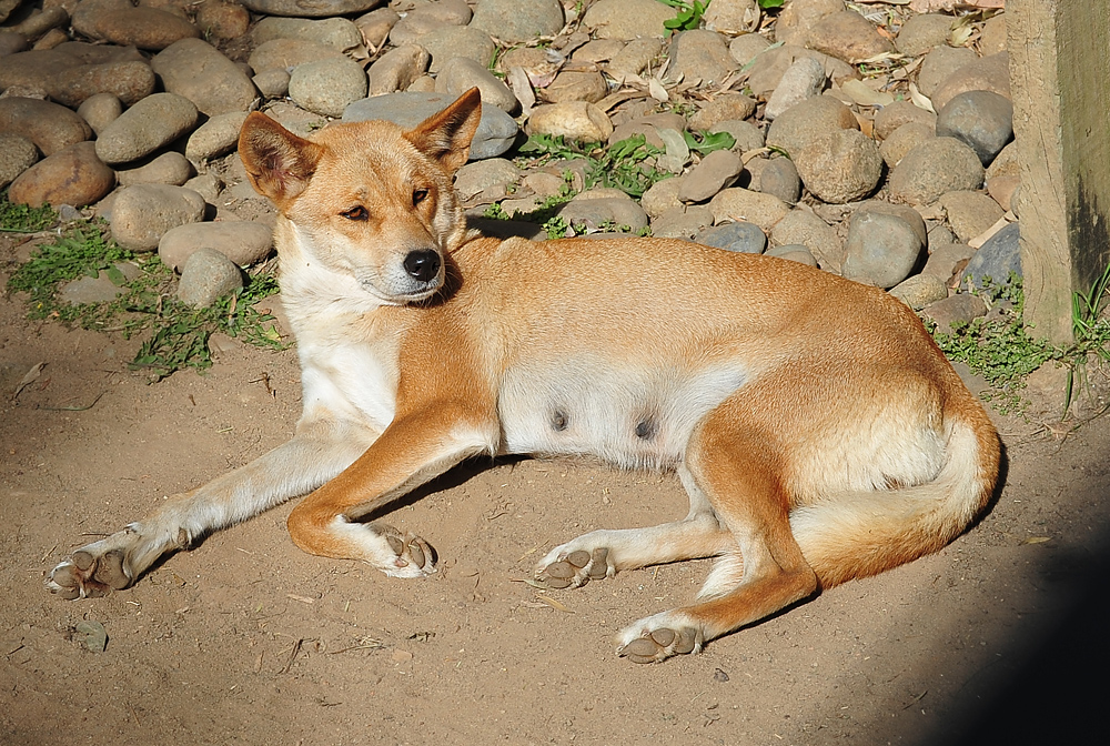Dingo - Ark.au Dingo - Ark.au
