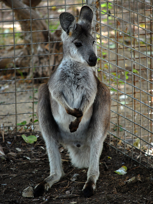 Eastern Wallaroo - Ark.au