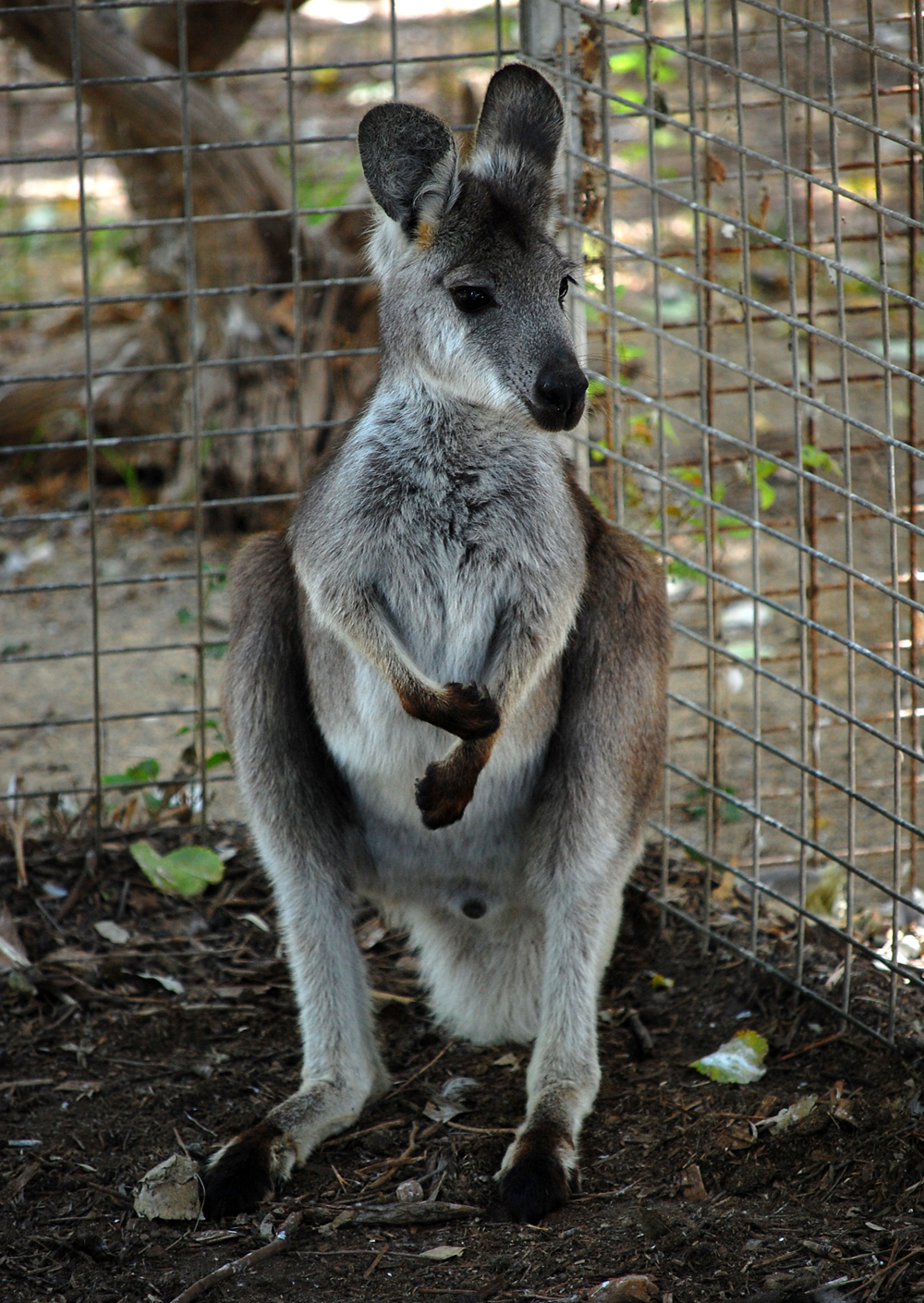 Eastern Wallaroo - Ark.au