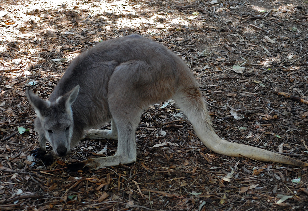 Eastern Wallaroo - Macropus robustus - Ark.au