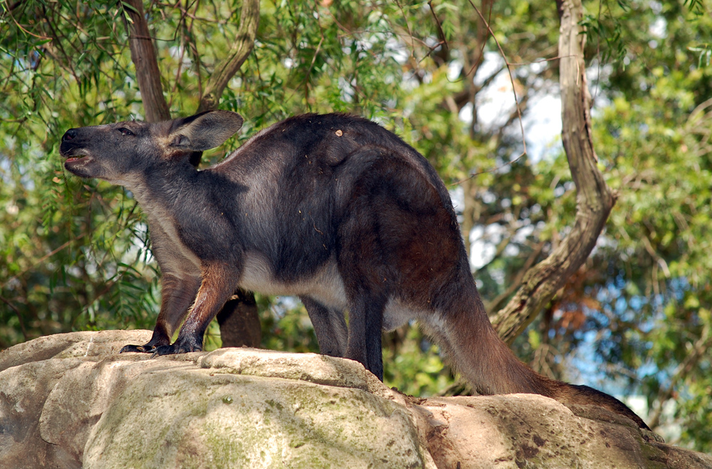 Eastern Wallaroo - Macropus robustus - Ark.au