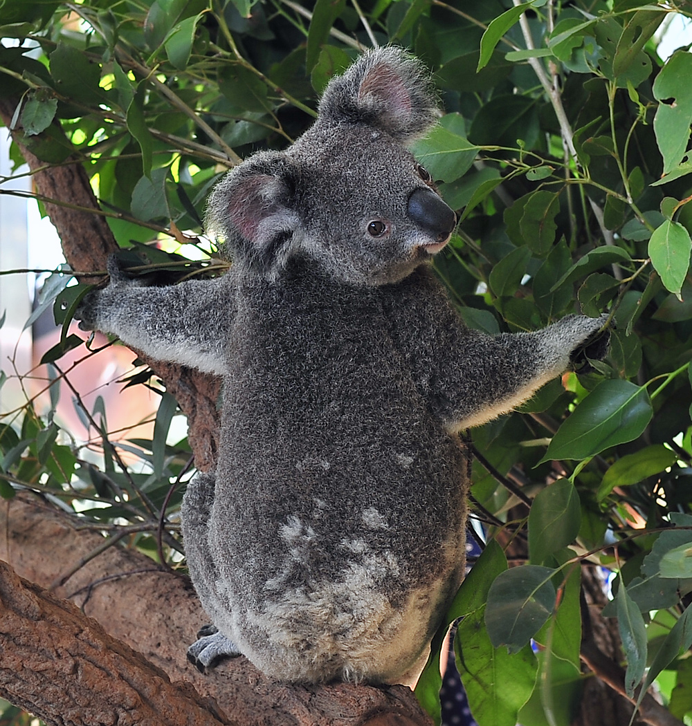 Koala - Ark.au