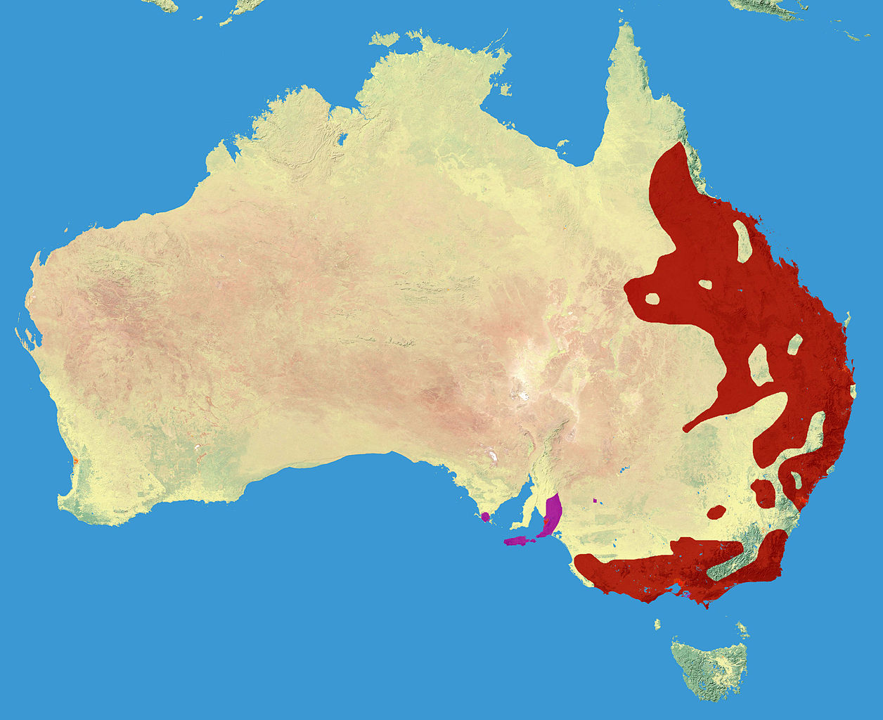 Koala - Phascolarctos cinereus