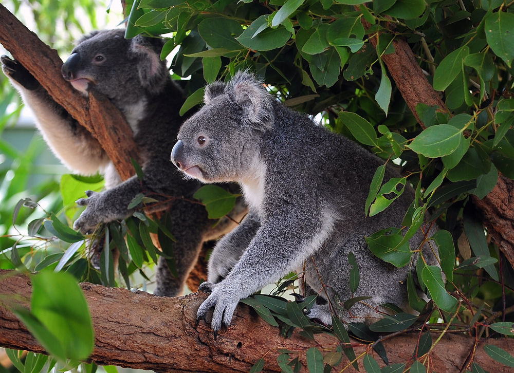 Koala - Phascolarctos cinereus - Ark.au
