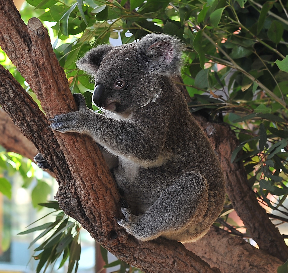 Koala - Phascolarctos cinereus - Ark.au
