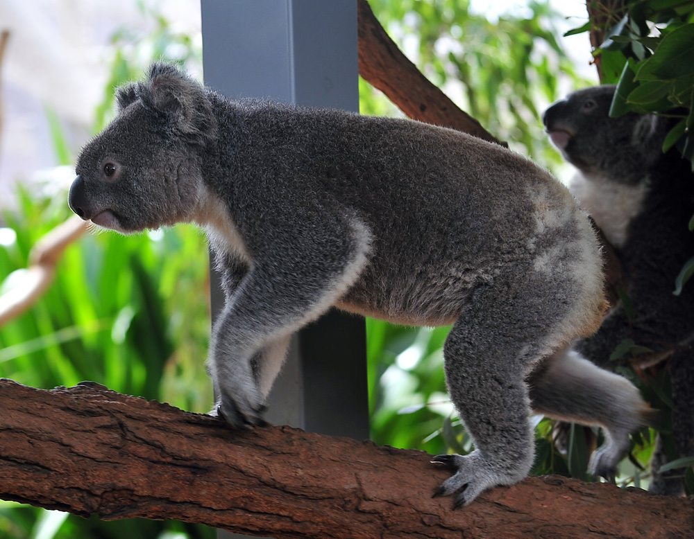 Koala - Phascolarctos cinereus - Ark.au