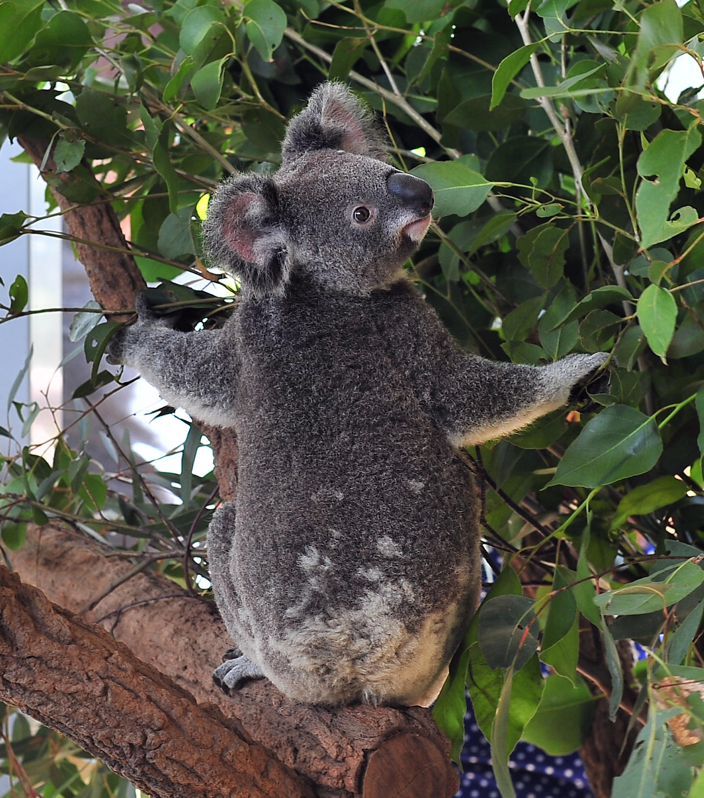 Хвост коалы. Коала хвост. Квинслендский коала Koalemus. У коалы есть хвост.