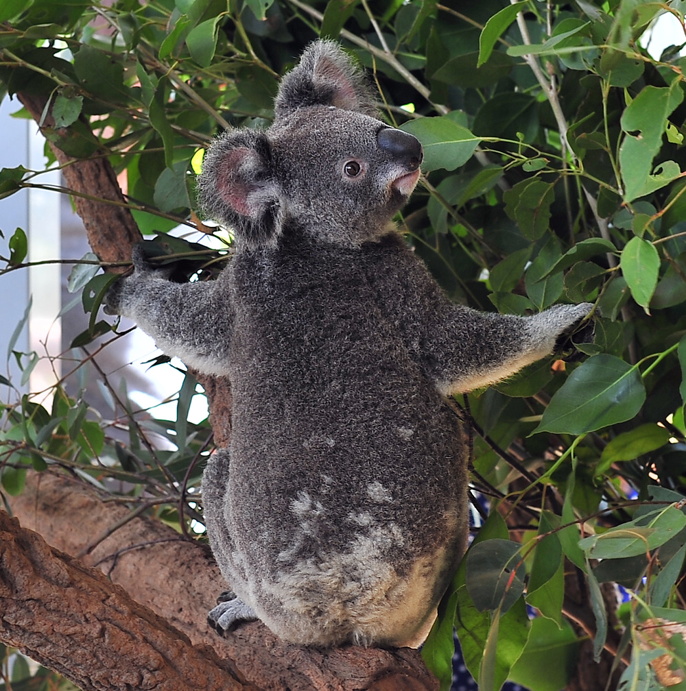 Koala - Phascolarctos cinereus - Ark.au