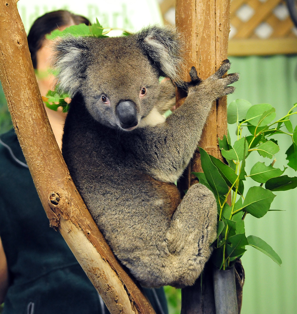 Koala - Phascolarctos cinereus - Ark.au