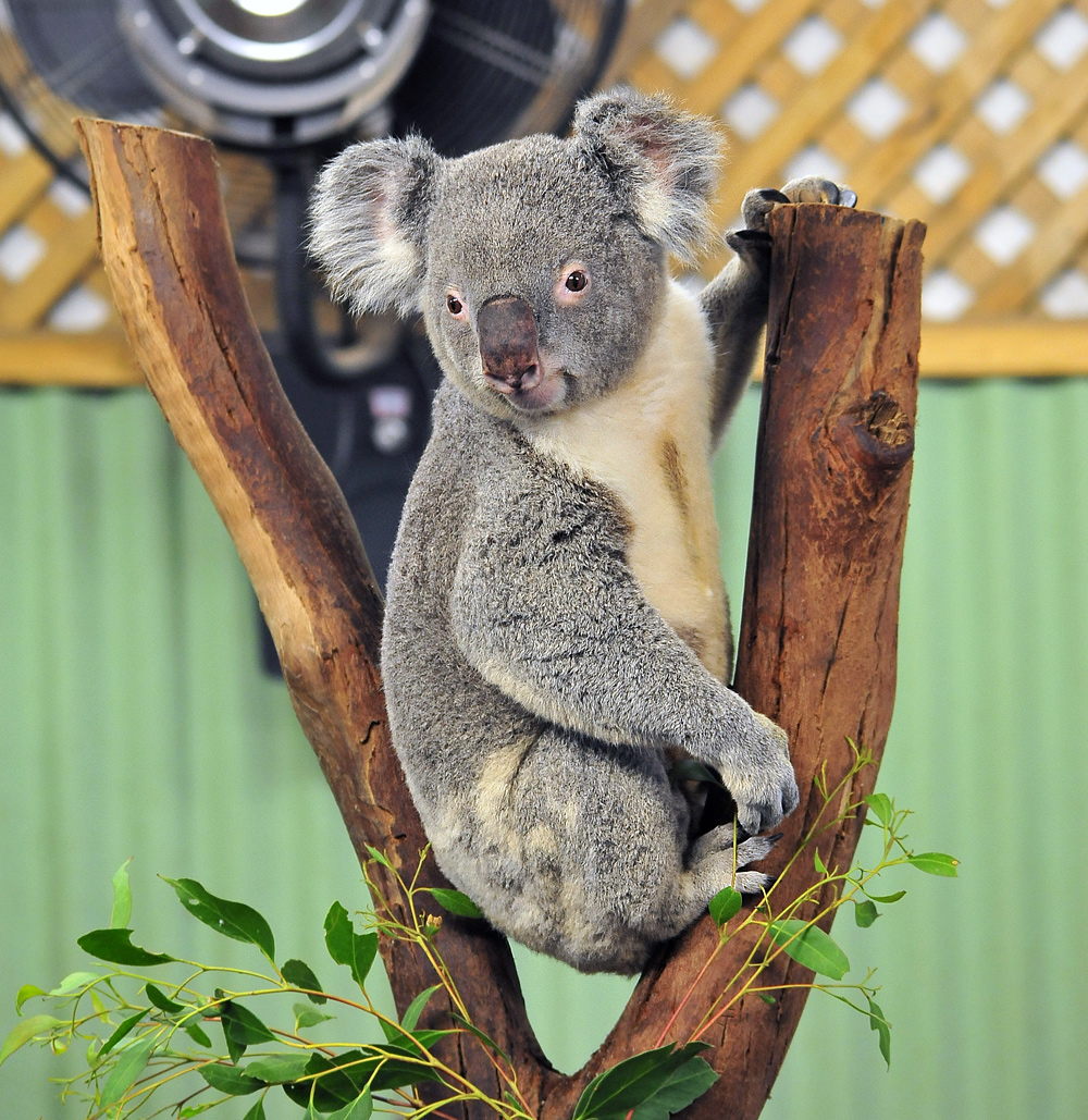 Koala - Phascolarctos cinereus - Ark.au
