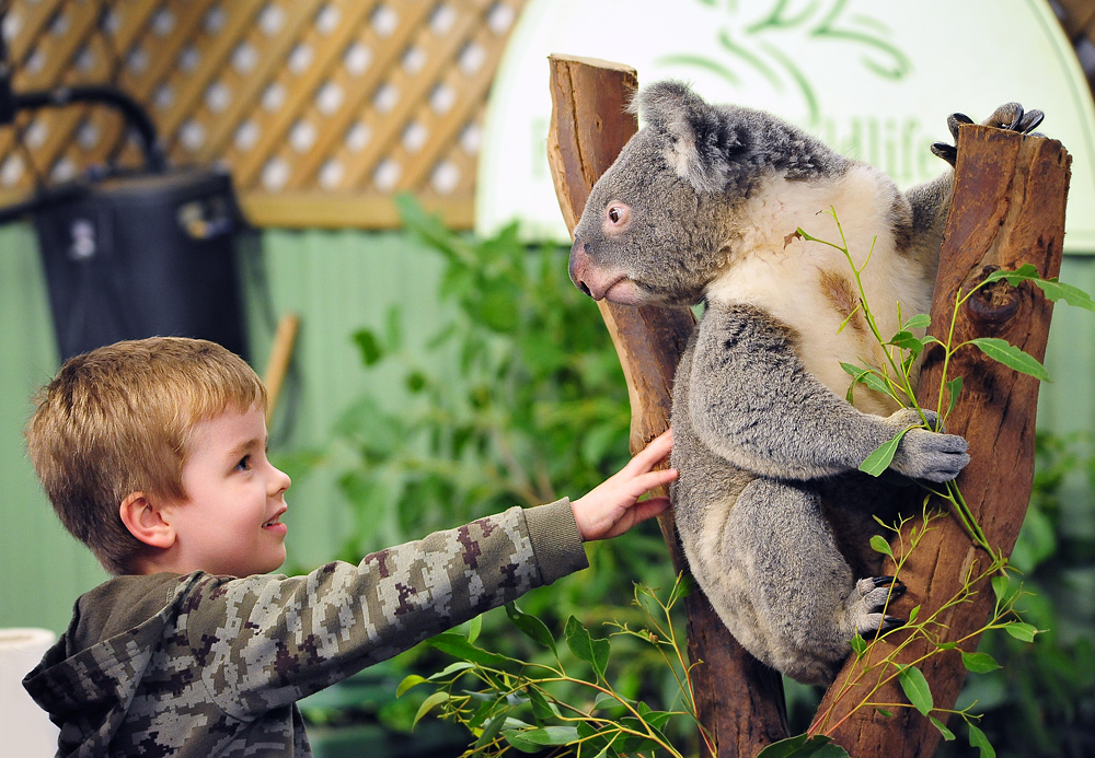 Koala - Phascolarctos cinereus - Ark.au