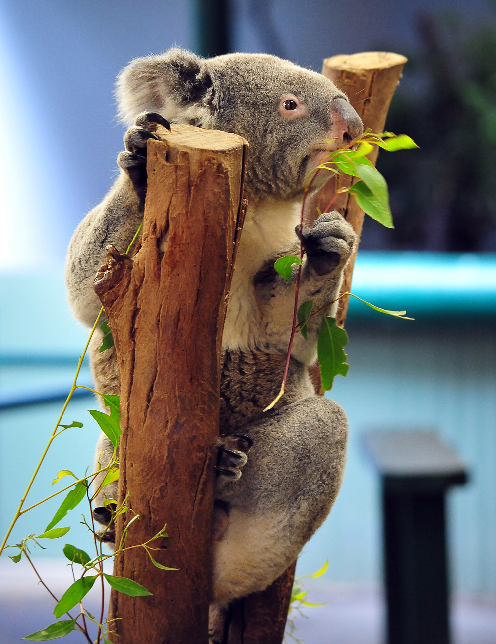 Koala - Phascolarctos cinereus - Ark.au