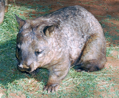 Southern Hairy-nosed Wombat - Ark.au