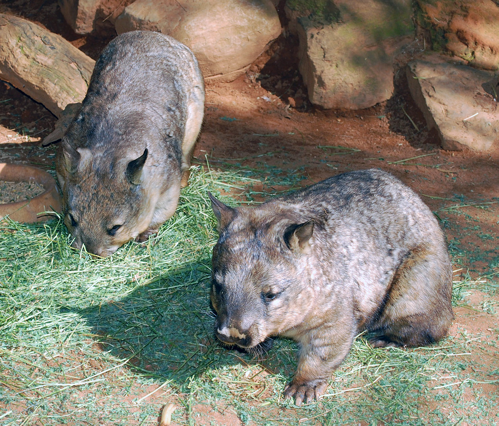 Southern Hairy-nosed Wombat - Ark.au