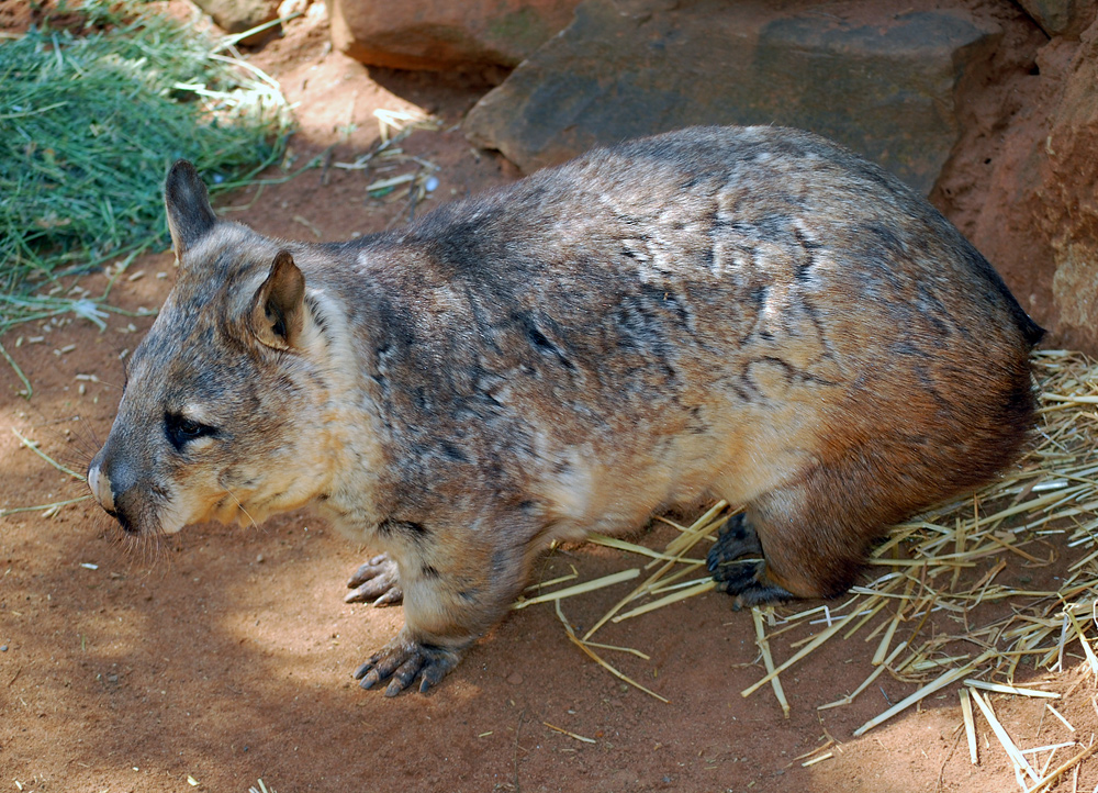 Southern Hairy-nosed Wombat - Lasiorhinus latifrons - Ark.au